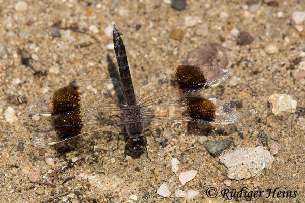 Brachythemis impartita, Treuer Kurzpfeil, Männchen