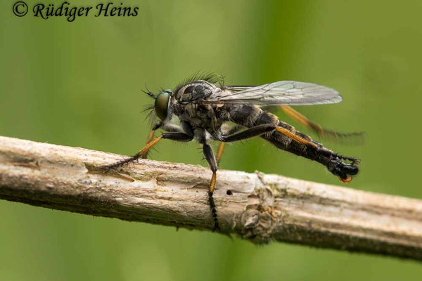 Neoitamus cyanurus (Gemeiner Strauchdieb) Männchen