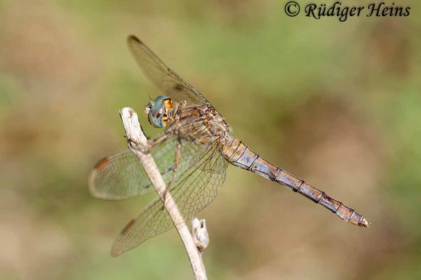 Orthetrum coerulescens anceps (Südöstlicher Kleiner Blaupfeil) Weibchen