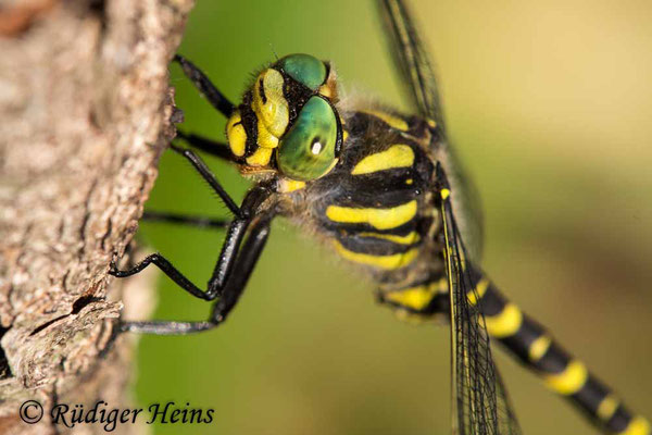 Cordulegaster boltonii (Zweigestreifte Quelljungfer) Männchen, 25.6.2019