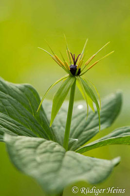 Paris quadrifolia (Vierblättrige Einbeere)