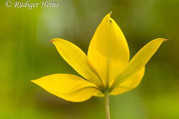 Tulipa sylvestris (Wilde Tulpe), 8.5.2023