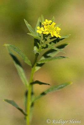 Erysimum cheiranthoides (Acker-Schöterich), 20.6.2025