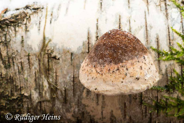 Fomitopsis betulina (Birkenporling), 15.01.2021