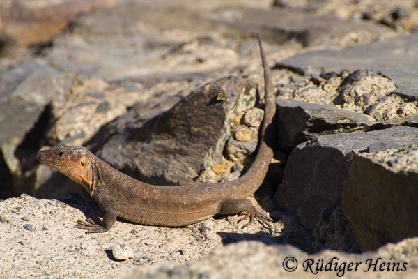 Gallotia stehlini (Gran-Canaria-Rieseneidechse) Männchen, 31.7.2015