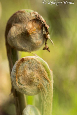 Osmunda regalis (Königsfarn), 21.4.2024