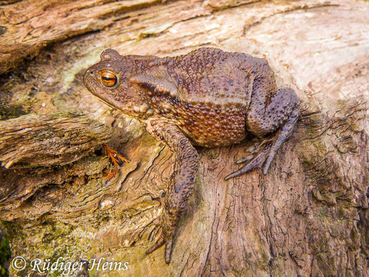 Bufo bufo (Erdkröte) Weibchen, 21.3.2010