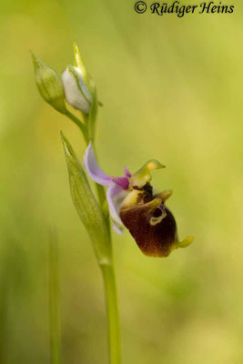 Ophrys holoserica (Hummel-Ragwurz), 21.5.2015