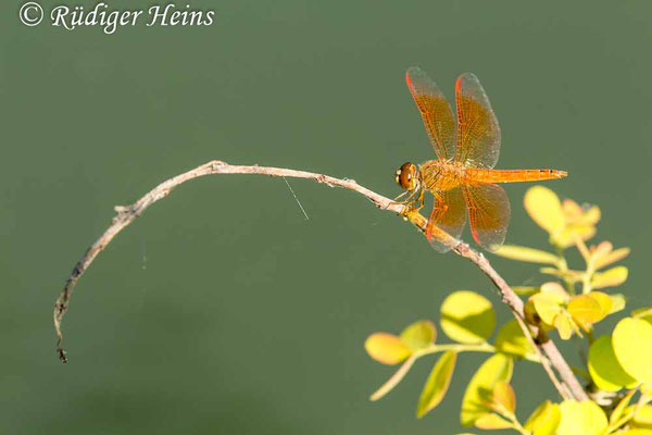 Brachythemis contaminata, Grabenjuwel, Männchen