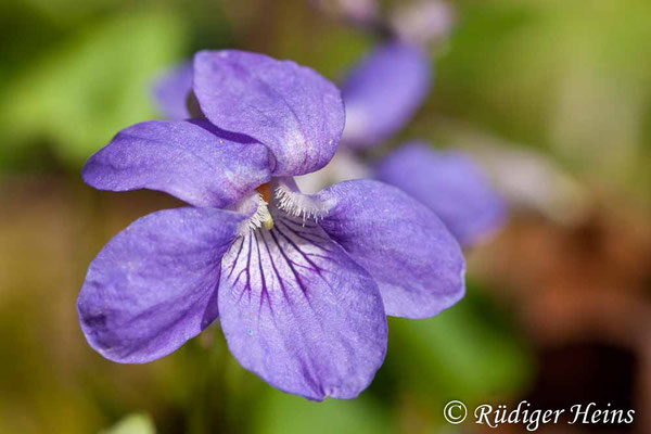 Viola riviniana (Hain-Veilchen), 14.4.2007