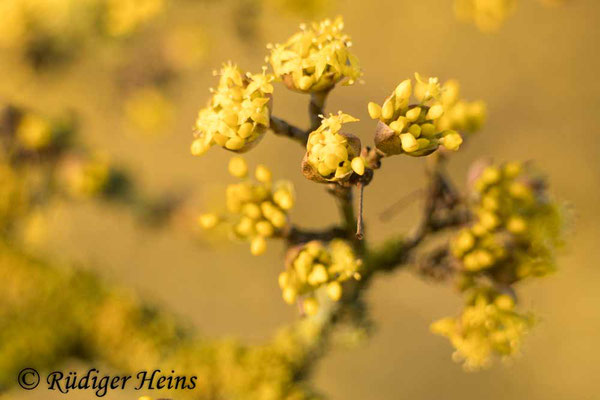 Cornus mas (Kornelkirsche), 27.2.2022