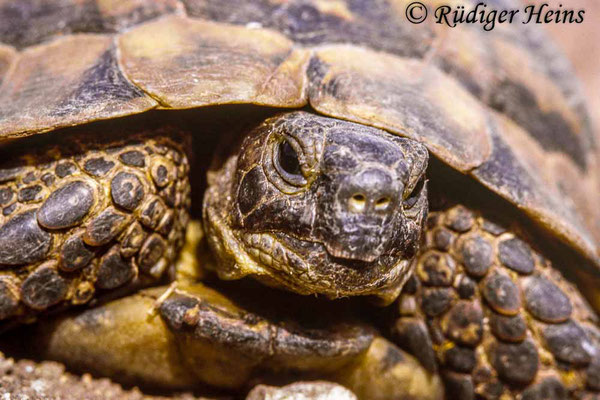 Testudo graeca (Maurische Landschildkröte), 18.10.1987 (Scan vom Dia)