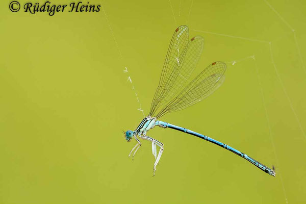 Platycnemis pennipes (Blaue Federlibelle) Männchen im Spinnennetz,  26.6.2009