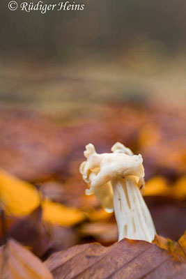 Helvella crispa (Herbst-Lorchel), 16.12.2020