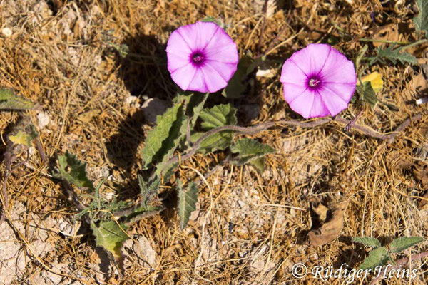 Convolvulus althaeoides (Eibischblättrige Winde), 14.5.2024