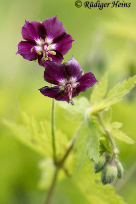 Geranium phaeum (Brauner Storchschnabel), 21.4.2024