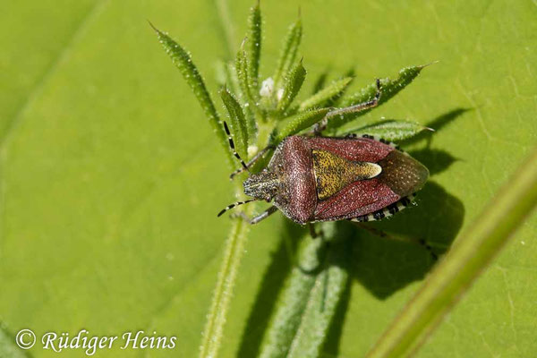 Dolycoris baccarum (Beerenwanze)
