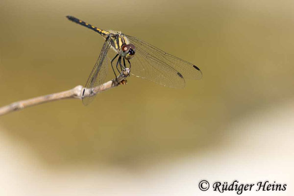 Trithemis festiva (Schwarzer Sonnenzeiger) Weibchen