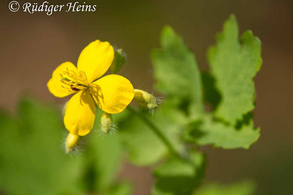 Chelidonium majus (Schöllkraut), 8.5.2020