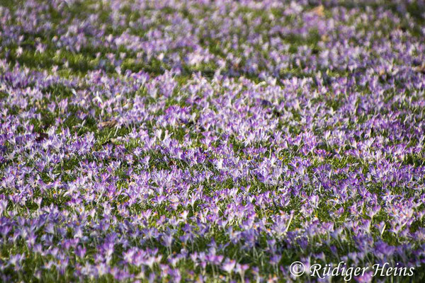 Krokusse am Platz der Jüdischen Deportierten, 9.3.2025 - Zoom 18-400mm f/3.5-6.3