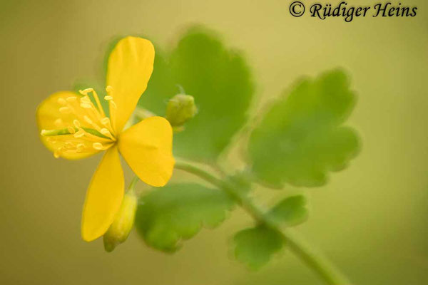 Chelidonium majus, Schöllkraut
