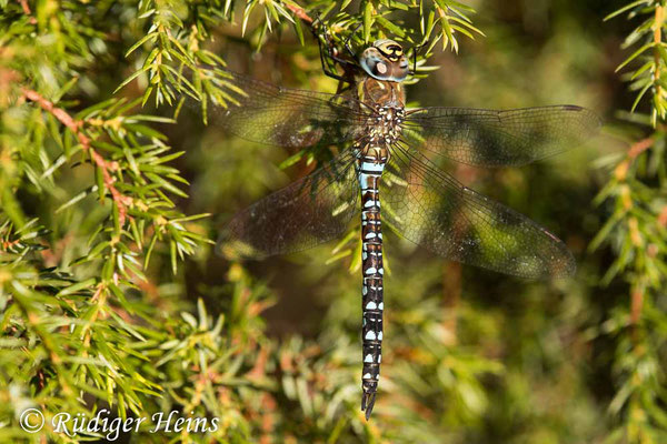 Aeshna mixta (Herbst-Mosaikjungfer) Männchen, 20.9.2022