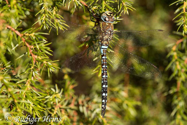 Aeshna mixta, Herbst-Mosaikjungfer, Männchen
