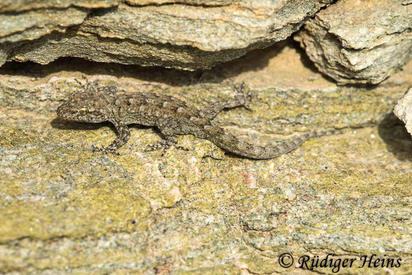 Mediodactylus kotschyi (Ägäischer Nacktfinger), 16.5.2024