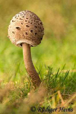 Macrolepiota procera (Parasol oder Riesenschirmpilz), 16.10.2017