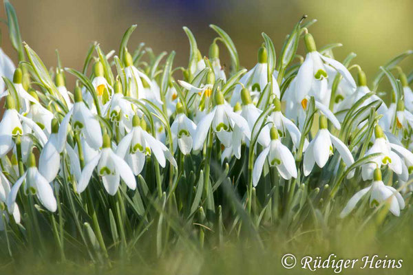 Galanthus nivalis (Schneeglöckchen), 3.3.2025