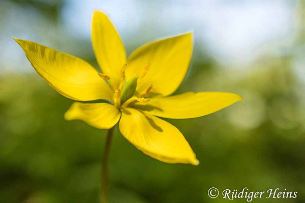 Tulipa sylvestris (Wilde Tulpe)