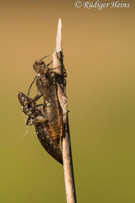 Anax imperator, Große Königslibelle, Exuvien