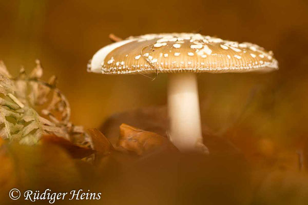 Amanita pantherina (Pantherpilz), 25.10.2019