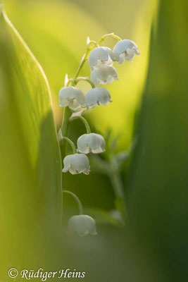Convallaria majalis (Maiglöckchen), 12.5.2020