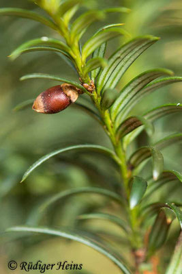 Europäische Eibe (Taxus baccata) weibliche Blüte, 18.3.2021 - Makroobjektiv 180mm f/3,5