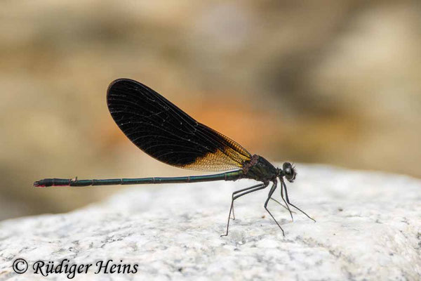 Bronzene Prachtlibelle (Calopteryx haemorrhoidalis) Männchen