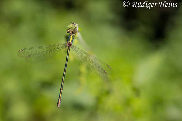 Chalcolestes viridis (Westliche Weidenjungfer) Weibchen