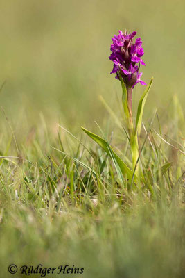 Dactylorhiza incarnata (Fleischfarbene Fingerwurz), 5.6.2014