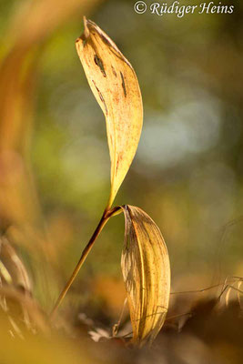 Convallaria majalis (Maiglöckchen), 25.10.2021