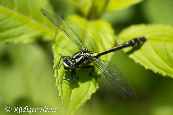 Gomphus vulgatissimus (Gemeine Keiljungfer) Männchen, 31.5.2023