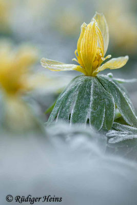 Eranthis hyemalis (Winterling), 20.3.2022