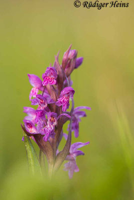 Dactylorhiza majalis (Breitblättrige Fingerwurz), 21.5.2021