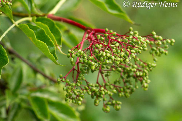 Sambucus nigra (Schwarzer Holunder), 21.7.2019