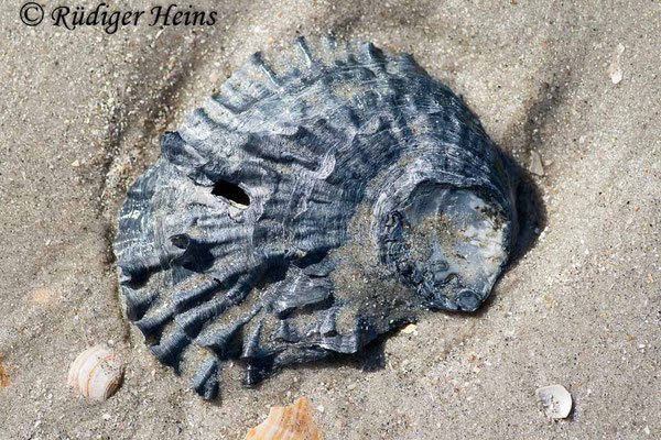 Ostrea edulis (Europäische Auster)
