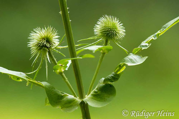 Dipsacus fullonum, Wilde Karde