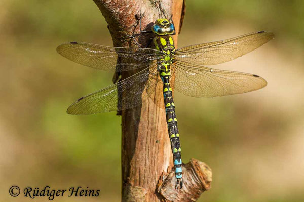 Aeshna cyanea, Blaugrüne Mosaikjungfer, Männchen