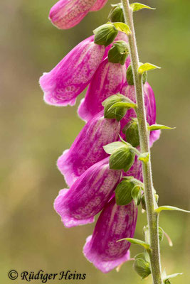 Digitalis purpurea (Roter Fingerhut), 20.6.2022