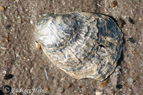 Ostrea edulis (Europäische Auster), 17.7.2008