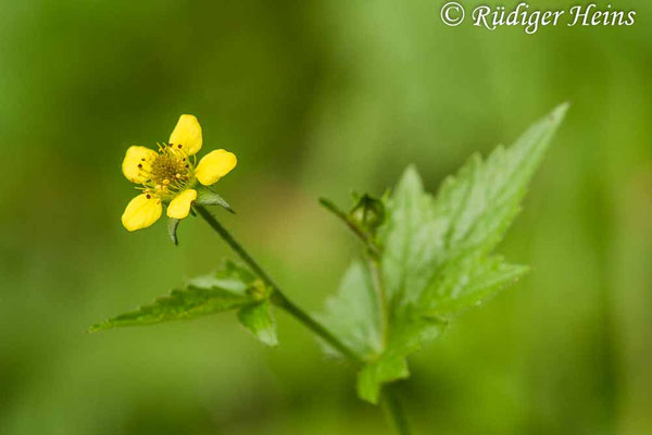 Geum urbanum (Echte Nelkenwurz)