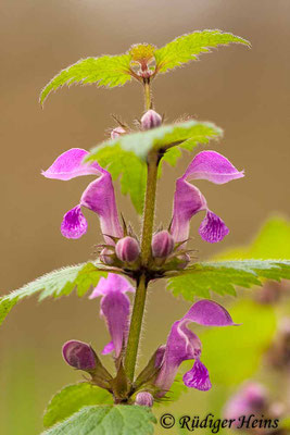 Lamium maculatum (Gefleckte Taubnessel), 14.4.2012